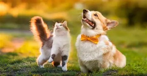 Pet Shop - Shopp Brasil